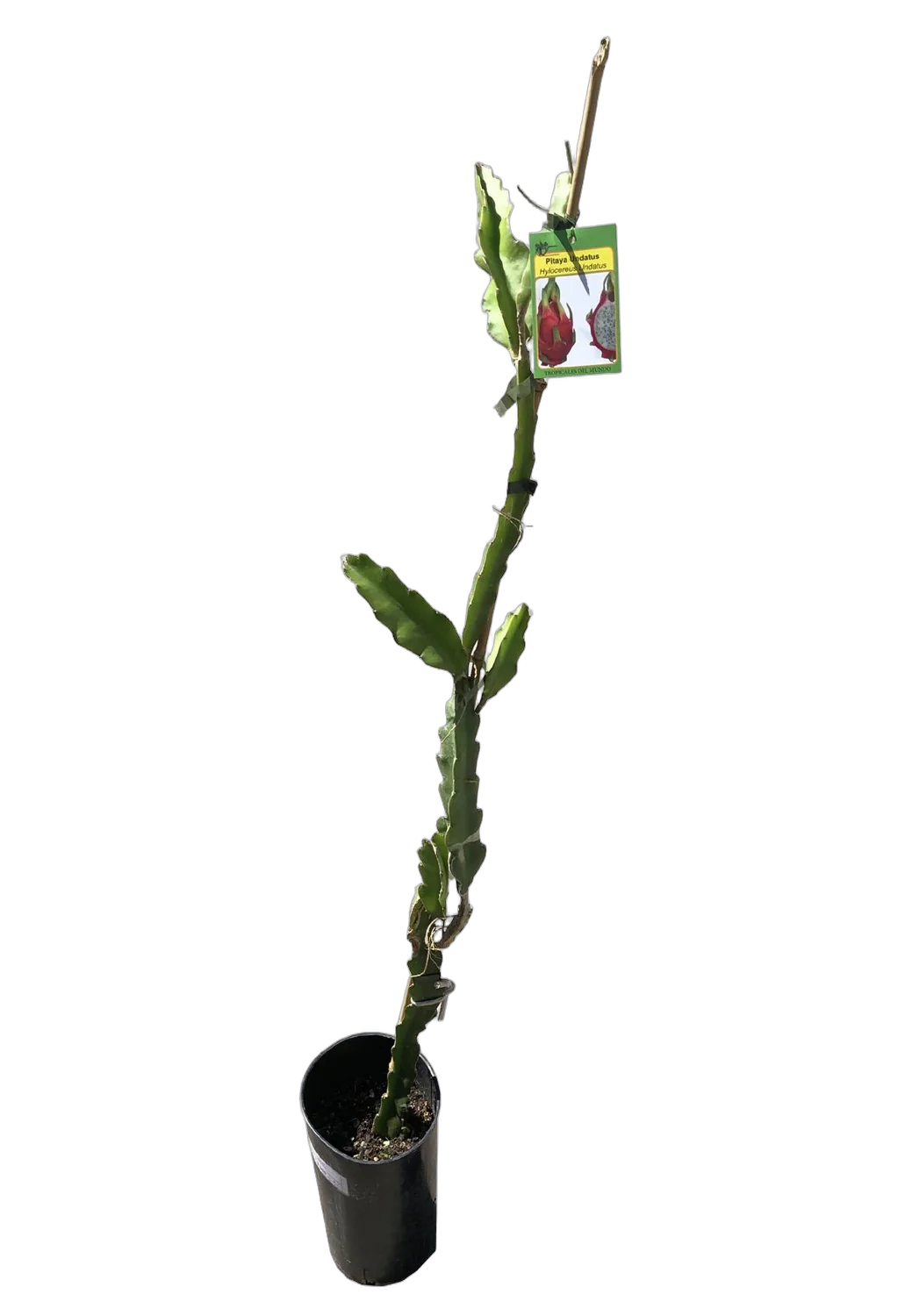 Драконий фрукт или Гилоцереус волнистый - Hylocereus undatus D17 H80