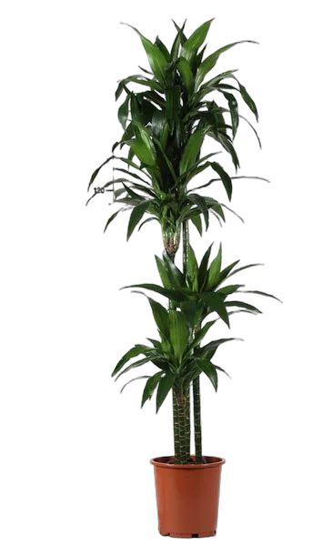 Драцена Джанет Крэйг - Dracaena deremensis "Janet Craig" D30 H180