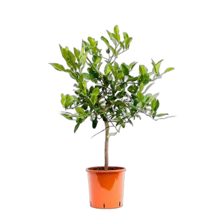 Каффир-лайм - Kaffir Limette (Citrus hystrix) D12 H85