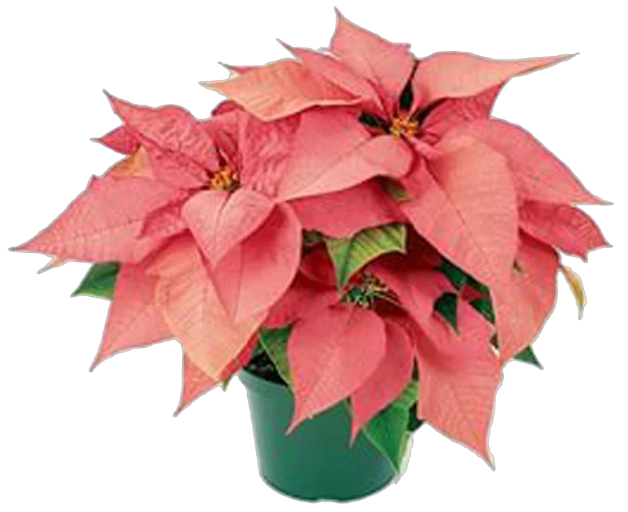 Пуансеттия (молочай красивейший) светло-красный - Euphorbia pulcherrima D18 H45