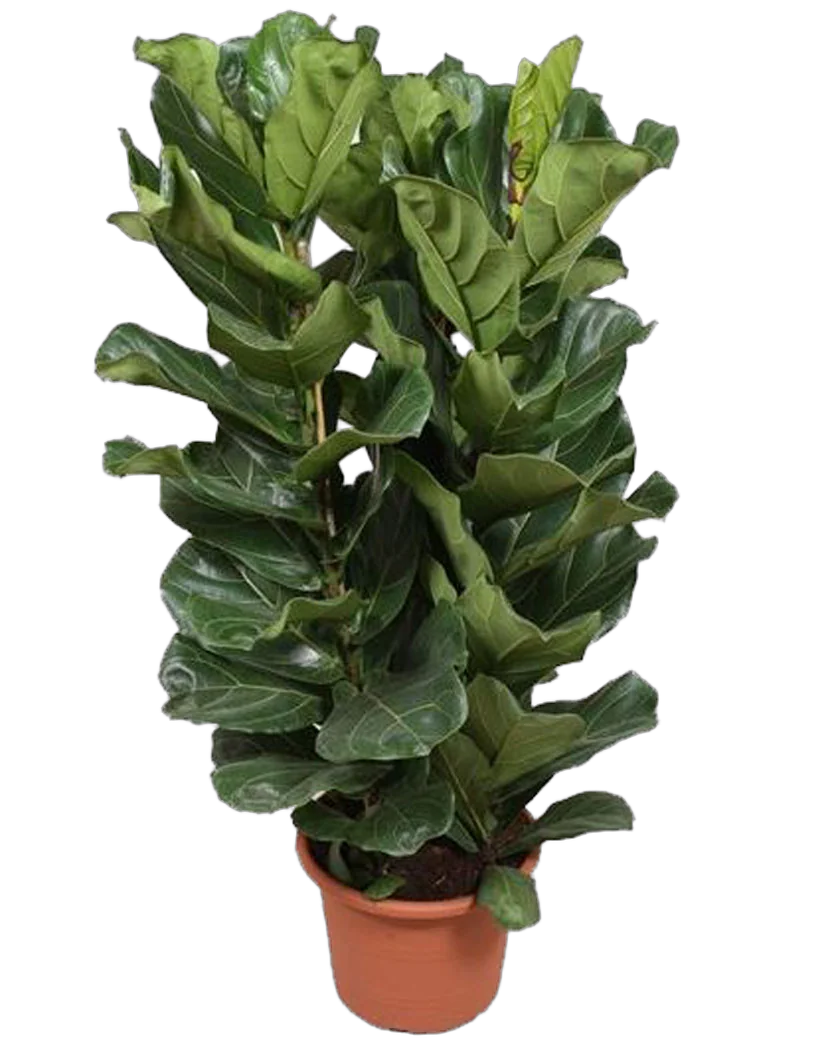 Фикус Лировидный (Лирата) 3 ствола - Ficus lyrata D34 H175