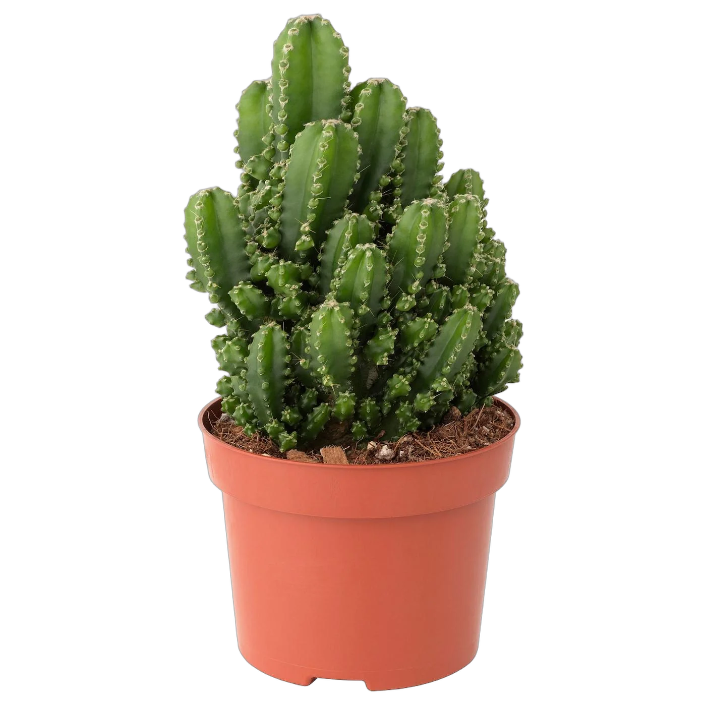 Цереус перуанский - Cereus peruvianus Monstrosus D14 H25