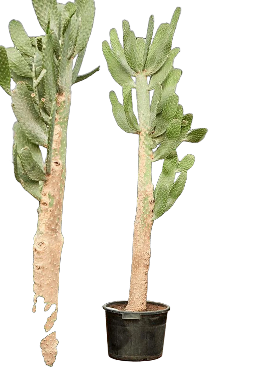 Опунция консолея - Opuntia consolea D45 H210