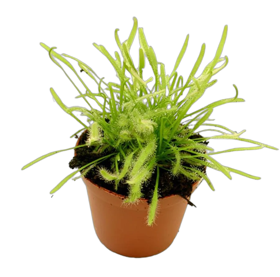 Росянка - Drosera Brown D9 H12