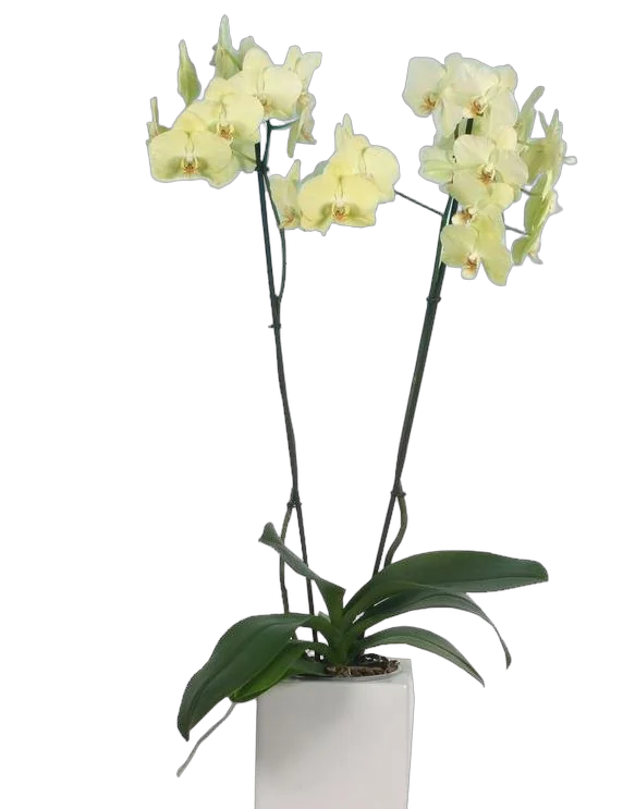 Фаленопсис гигантский 2 цветоноса - Phalaenopsis gigantea Deventeriana ‘Treva’ D15 H100