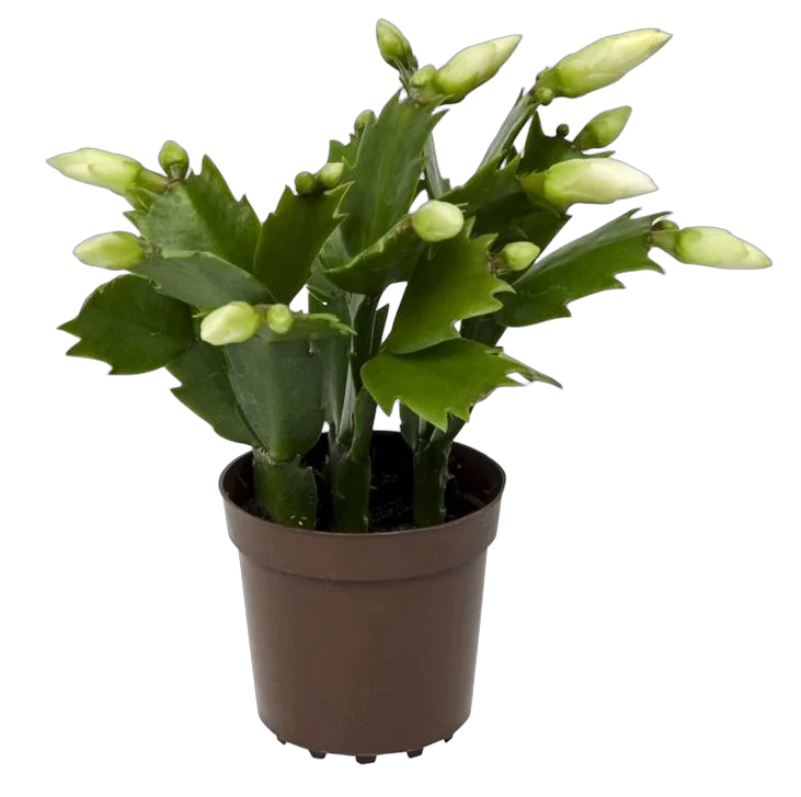 Шлюмбергера белая - Schlumbergera D12 H20