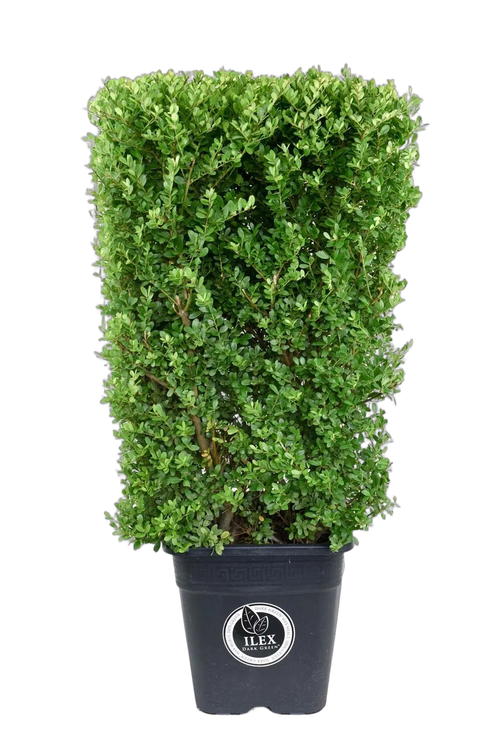 Падуб городчатый - Ilex crenata 'Dark Green' D34 H100