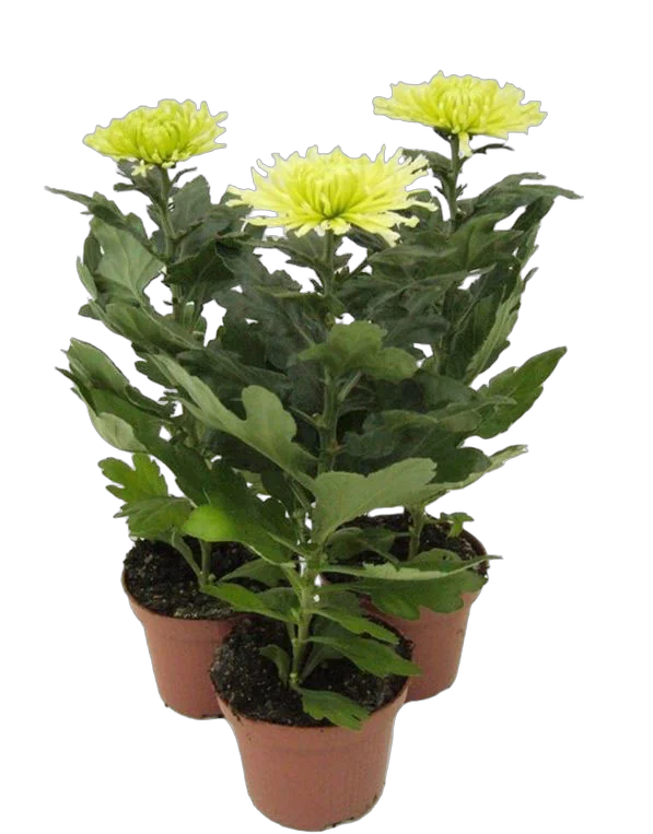 Хризантема Анастасия Лайм - Chrysanthemum Anastasia D12 H27