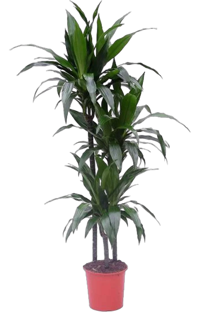 Драцена Джанет Крэйг - Dracaena deremensis "Janet Craig" D30 H150