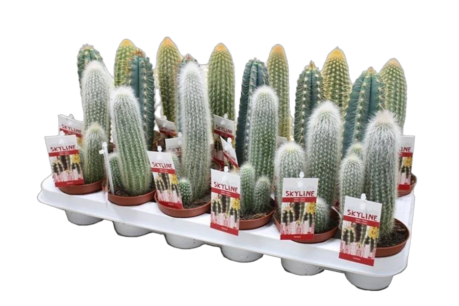 Цереус скай лайн - Cereus sky line D9 H18