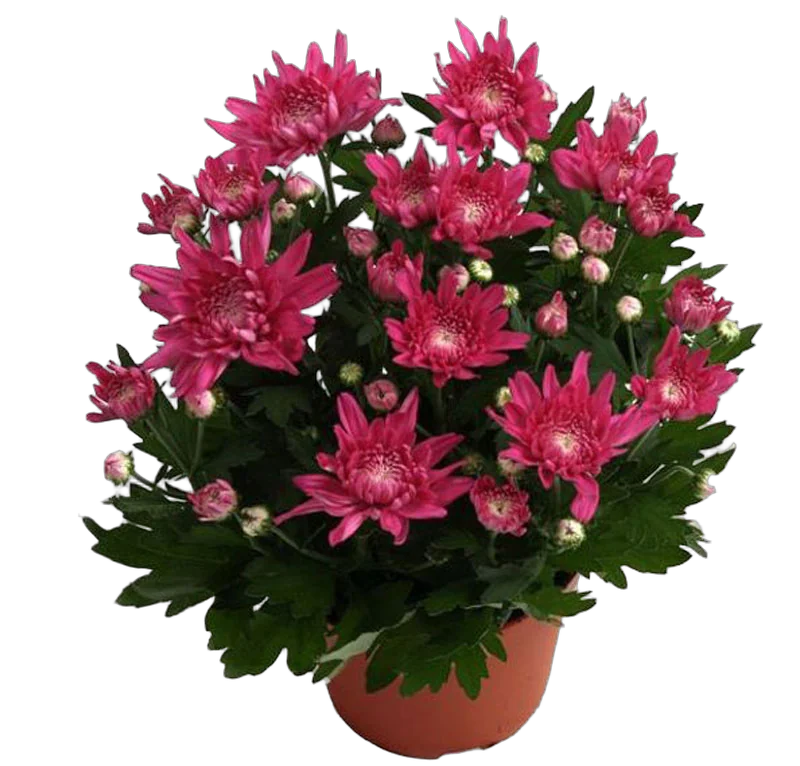Хризантема  пурпурная - Chrysanthemum Indicum Grp Chrystal Misty Purple D20 H32
