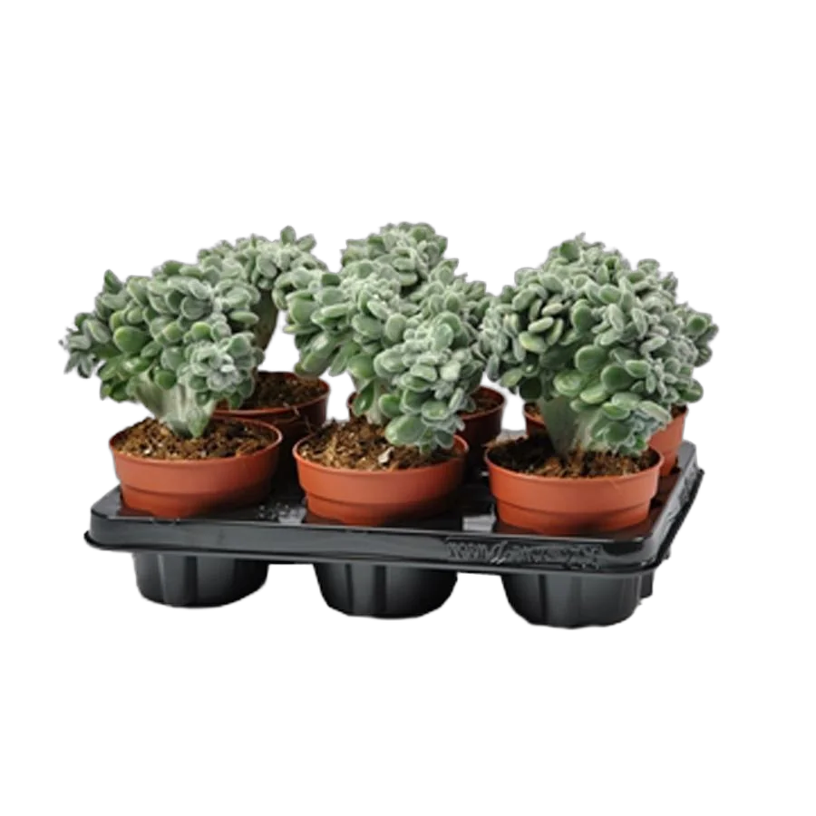 Эхеверия пульвината - Echeveria pulvinata cv. Frosty D14 H18