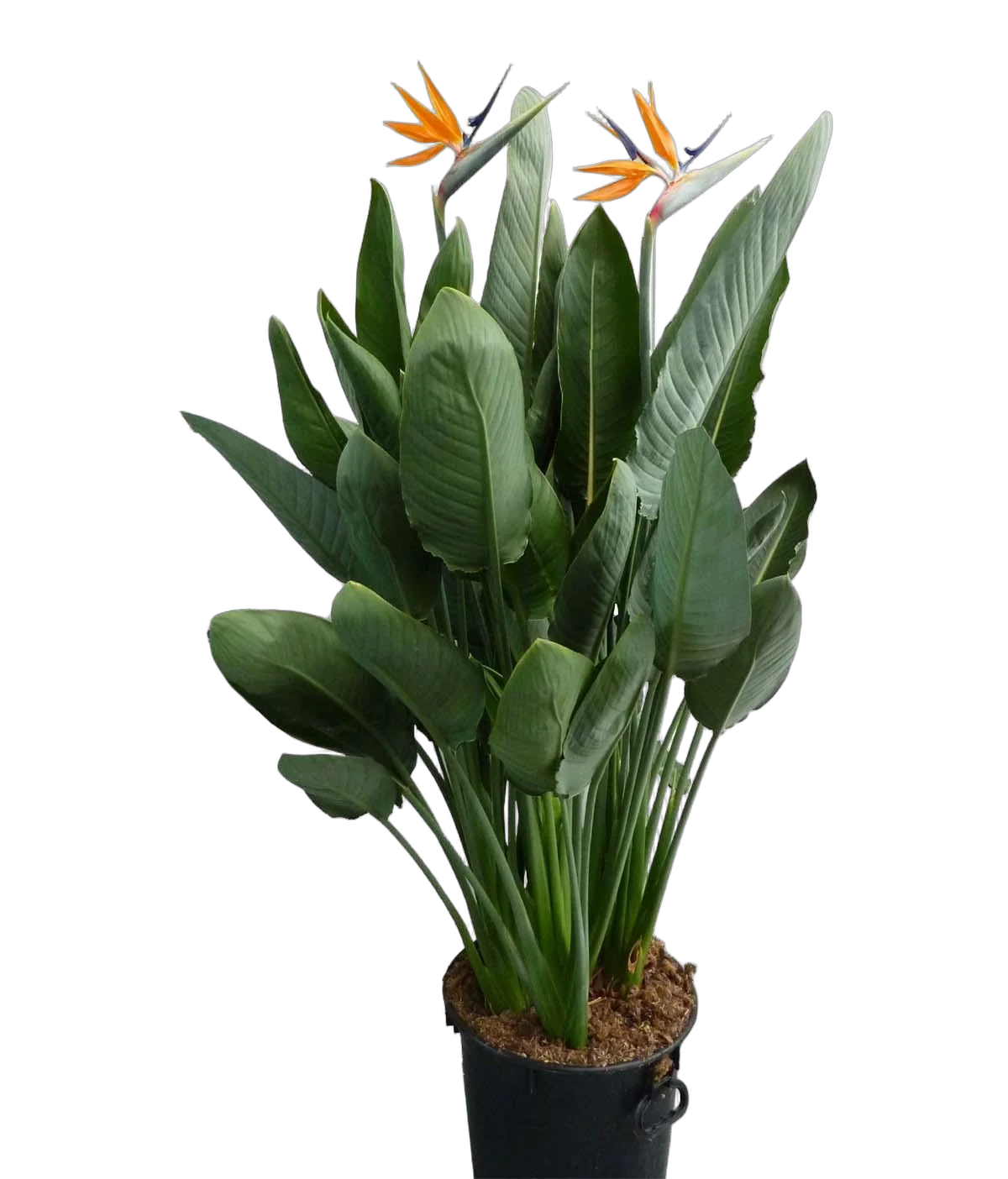 Стрелиция королевская - Strelitzia reginae H150