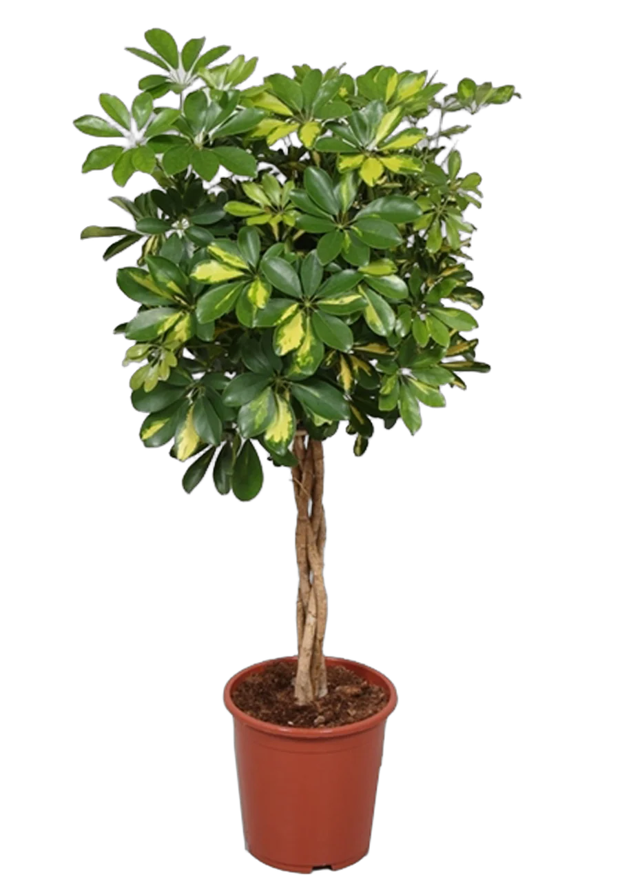 Шеффлера Голд Капелла косичка - Schefflera gold capella  D28 H120