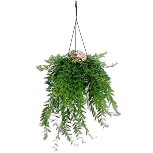 Эсхинантус Джэфролепис - Aeschynanthus Japhrolepis D15 H35