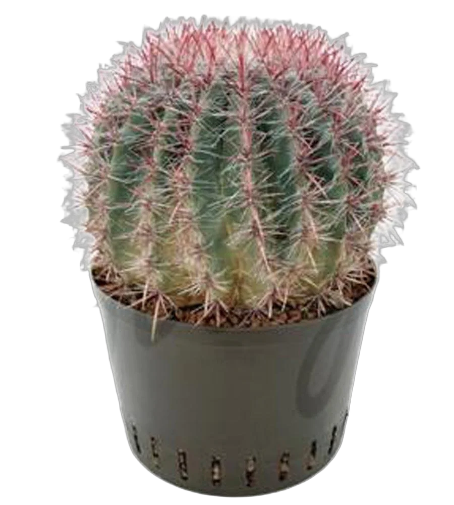 Ферокактус цилиндрический - Ferocactus acanthodes D25 H40