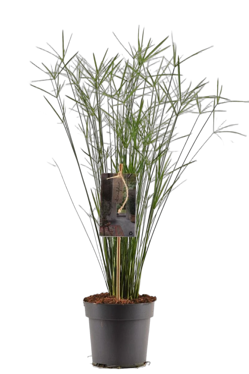 Циперус очереднолистный - Cyperus alternifolius D19 H100