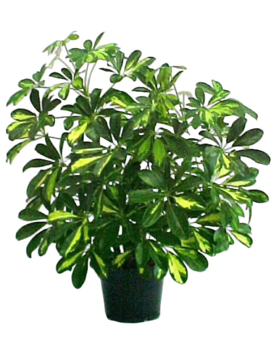 Шеффлера Голд Капелла - Schefflera gold capella D17 H50