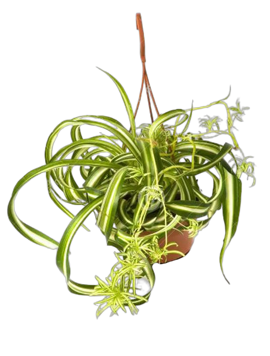 Хлорофитум Пестрый и кудрявый Бонни  - Chlorophytum comosum bonnie D12 H25