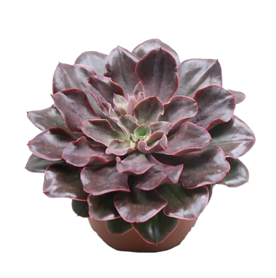 Эхеверия Ред Принц, красный принц - Echeveria Red Prince D5 H12