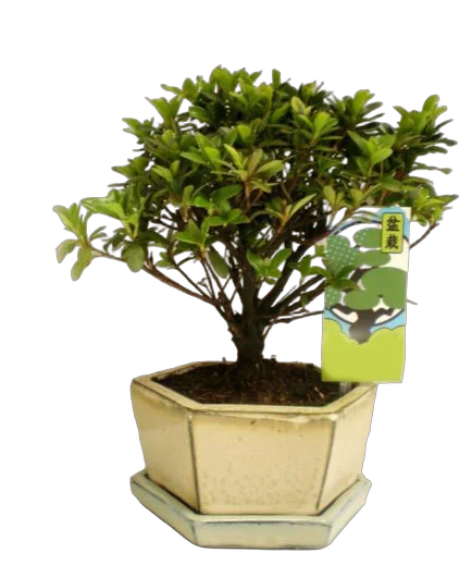 Цветущий бонсай Азалия D15 H25