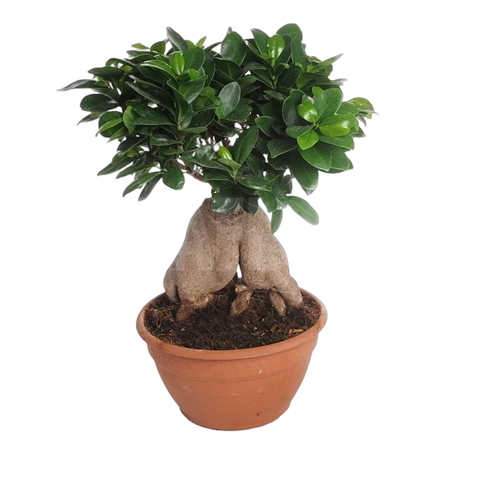 Бонсай Фикус Микрокарпа - Bonsai Ficus Ginseng D10 H20