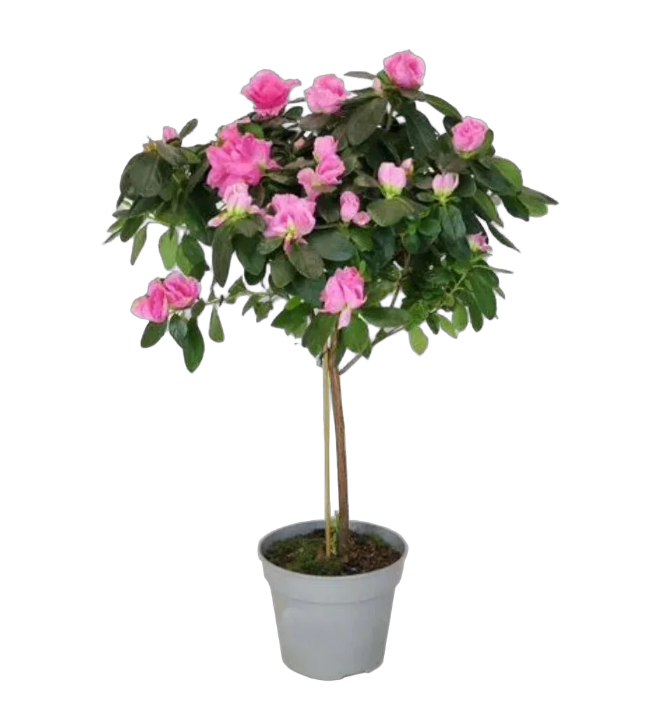 Азалия - Azalea D17 H65-70