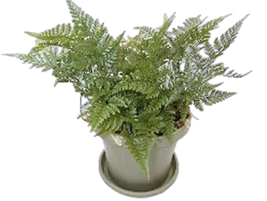 Даваллия - Davallia D12 H15