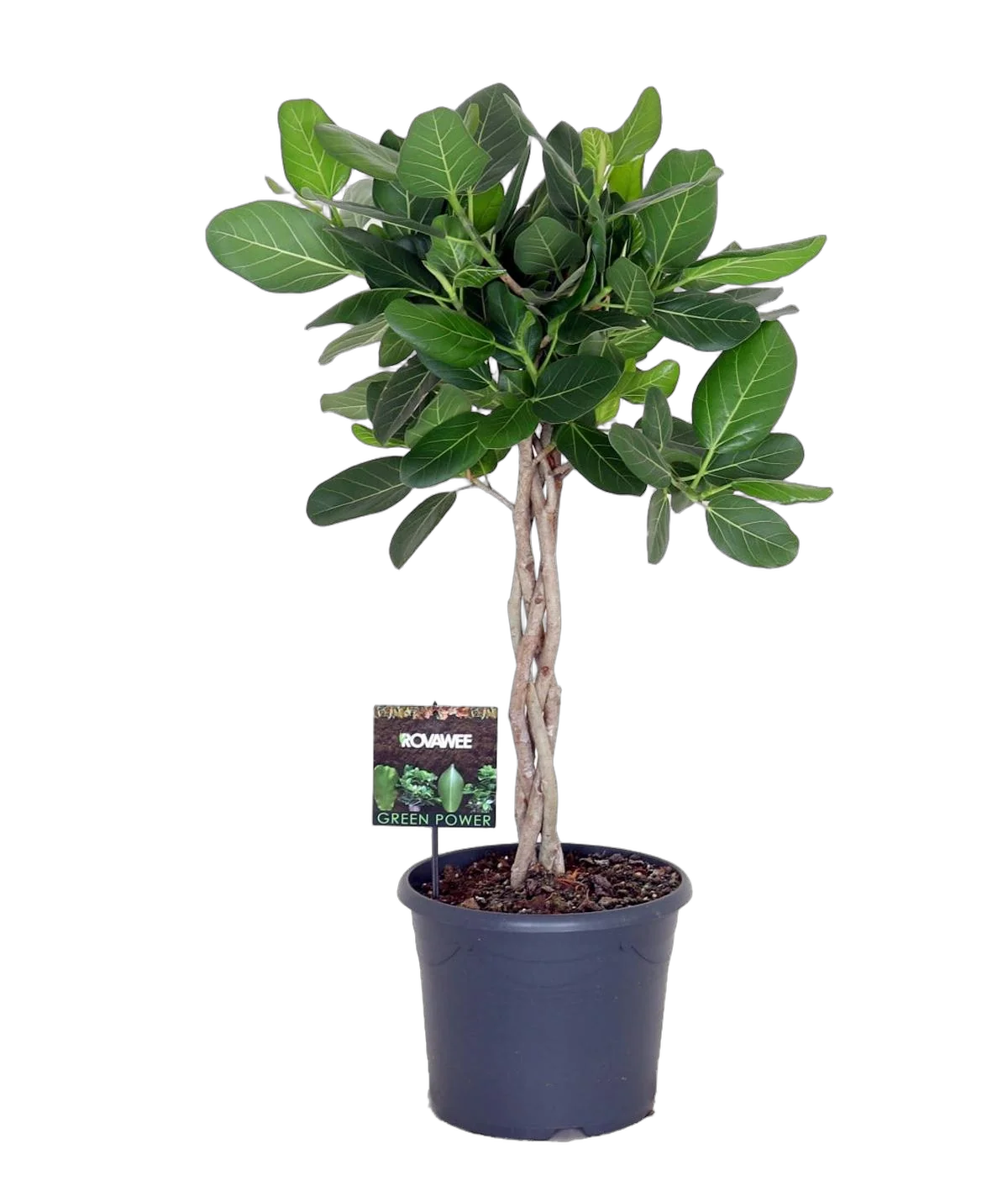 Фикус Бенгальский Андрей косичка - Ficus benghalensis Audrey D30 H100