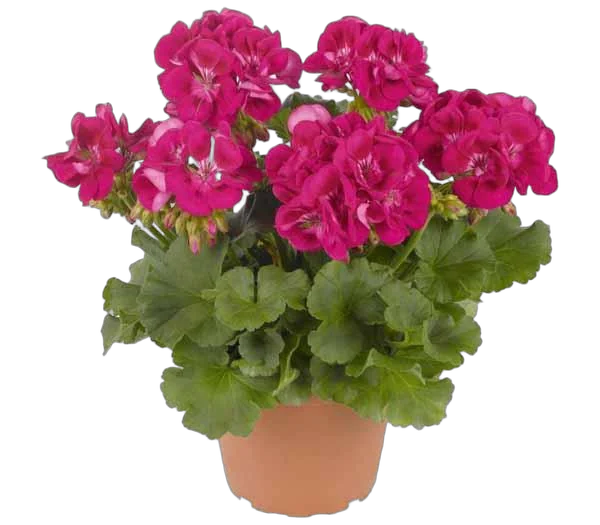 Герань (пеларгония) пурпурная - Pelargonium D12 H25