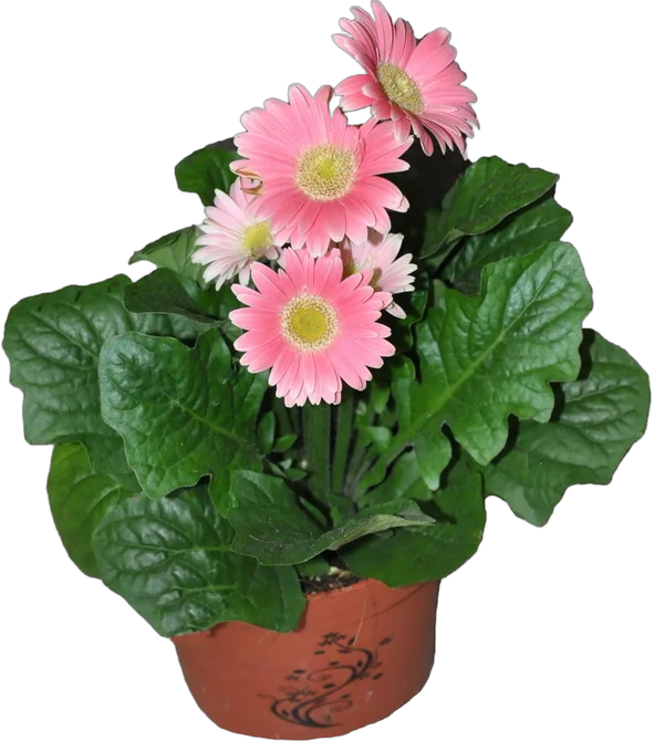 Гербера розовая - Gerbera D15 H45