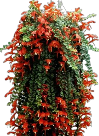 Колумнея - Columnea D20 H70