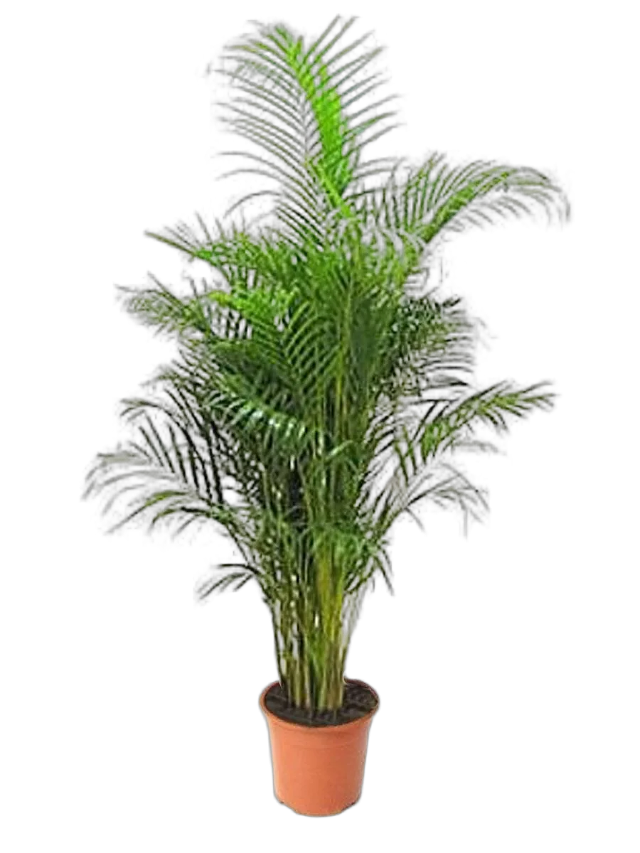 Пальма Арека D25 H150