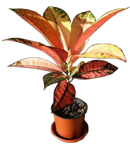 Кодиеум Миссис Айстон - Codiaeum Mrs Iceton  H30