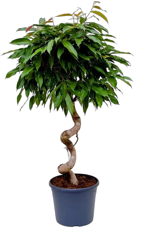 Фикус Биннедика Амстел Голд спираль - Ficus binnendiijkii Amstel Gold D27 H150