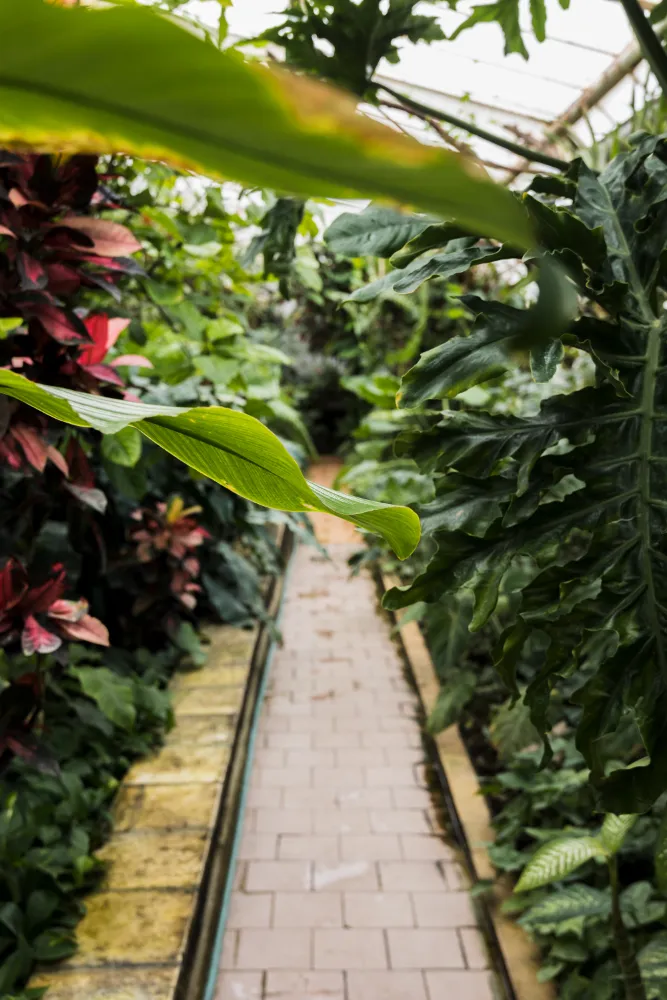 Вместо расширения клумб — вертикальные решения: кашпо с ампелями (петуния, настурция) на стенах и перилах, модули, вьющиеся культуры (девичий виноград, хмель).