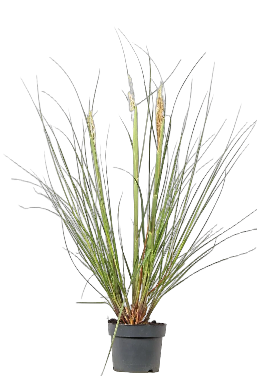 Кортадерия Селло (пампассная трава) Сильвер - Cortaderia selloana D14 H40