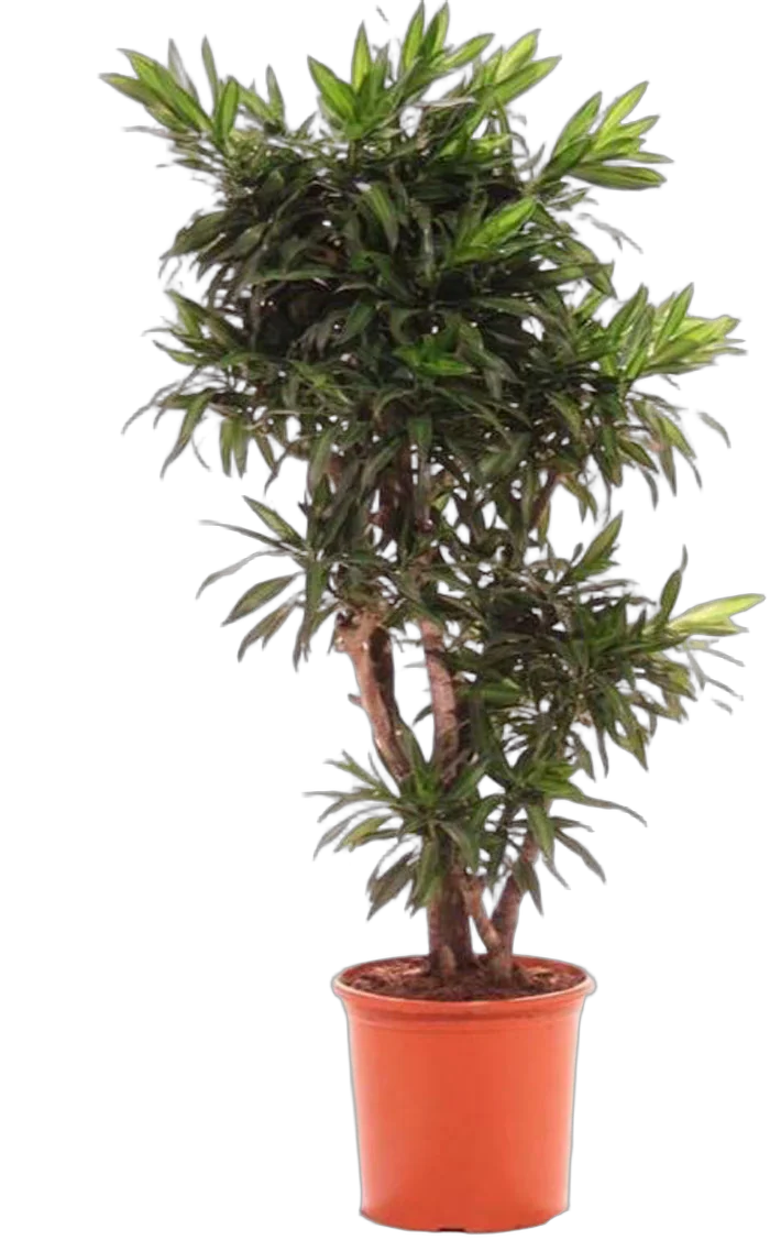 Драцена Рефлекса Сонг оф Ямайка куст - Reflexa Song of Jamaica D30 H140