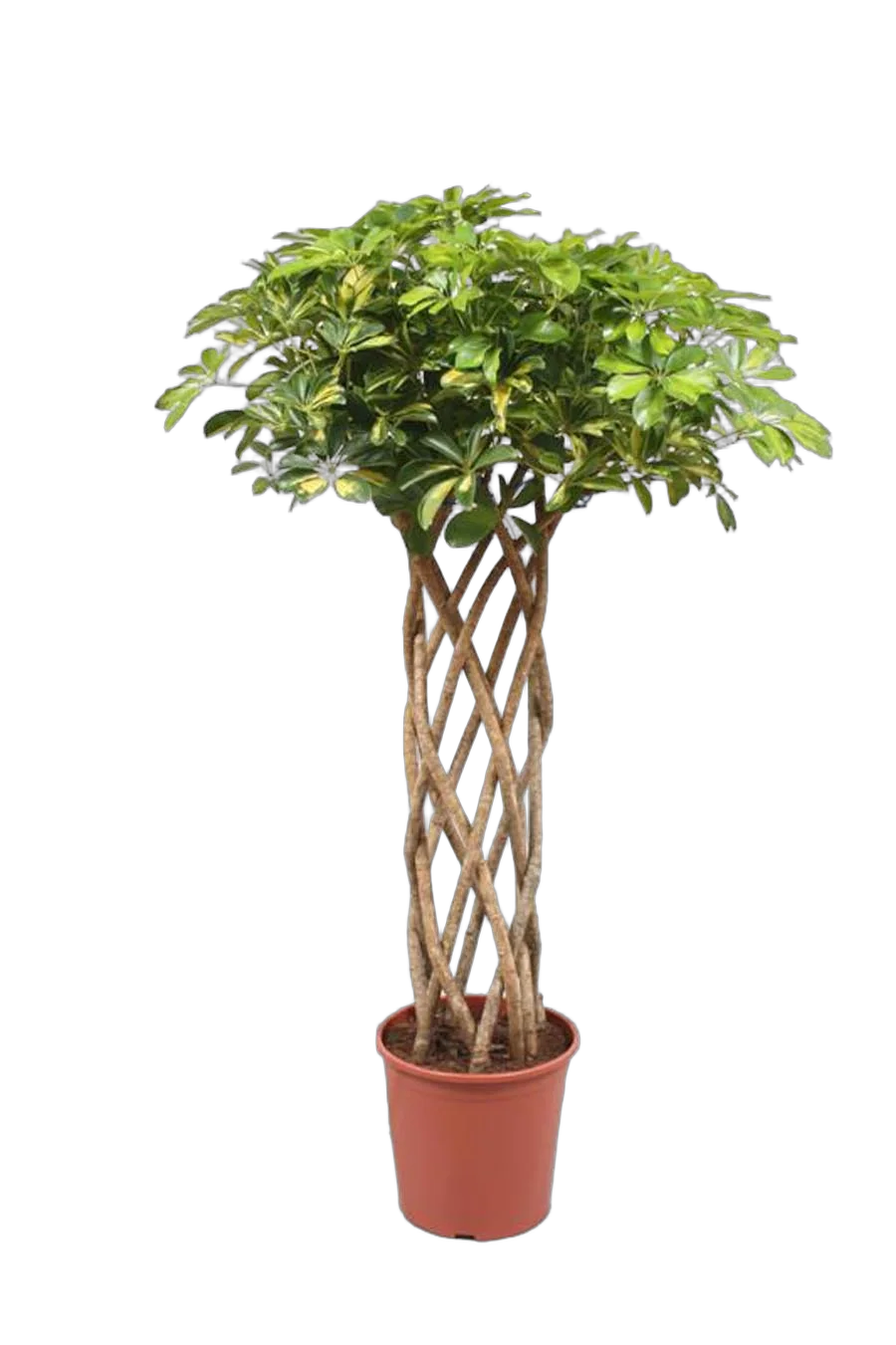 Декоративно-лиственные