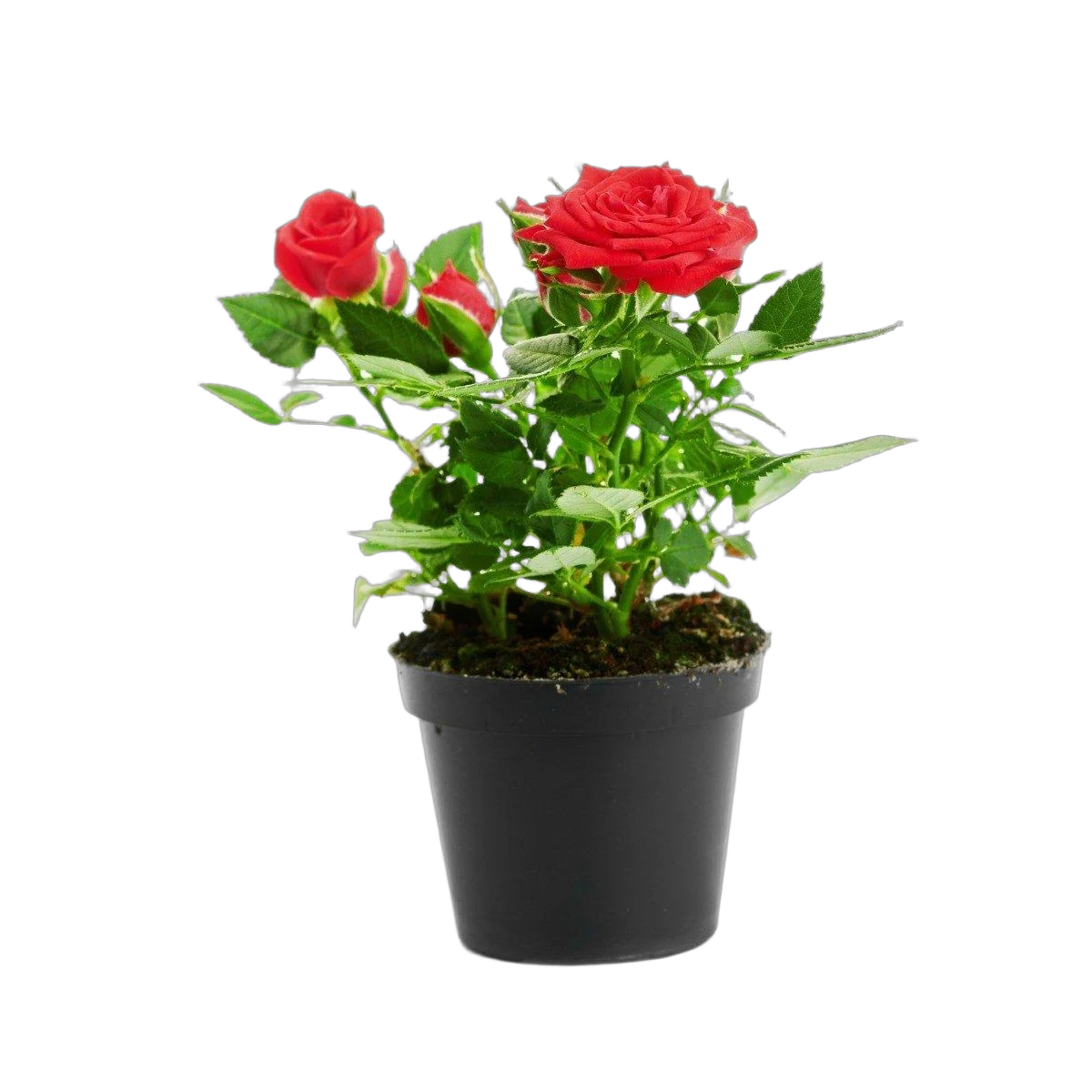 Цветок Роза красная - Carmen Parade D10/30