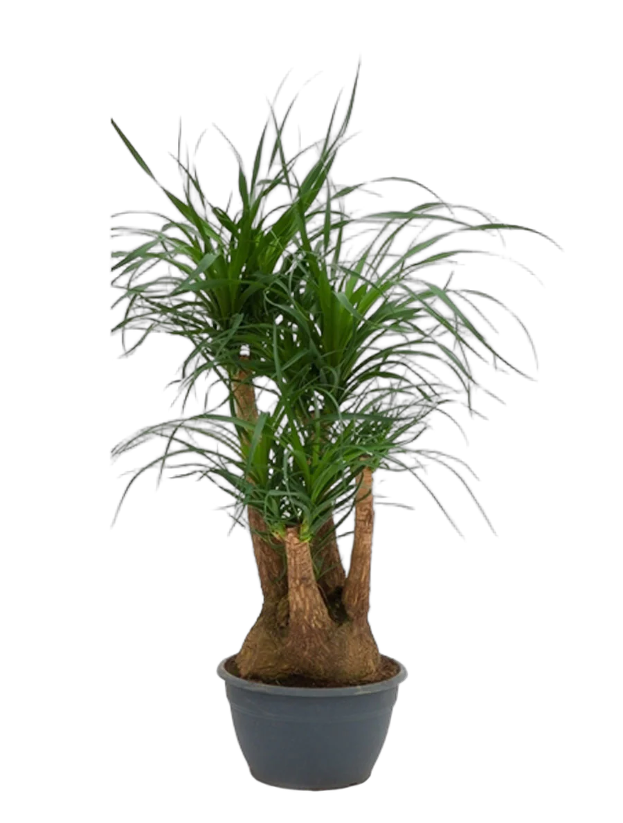 Пальма Нолина D20 H100