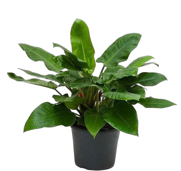 Филодендрон Империал Грин - Philodendron Imperial Green D35 H90