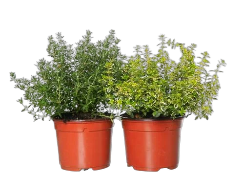 Тимьян микс - Thymus mix D10 H15