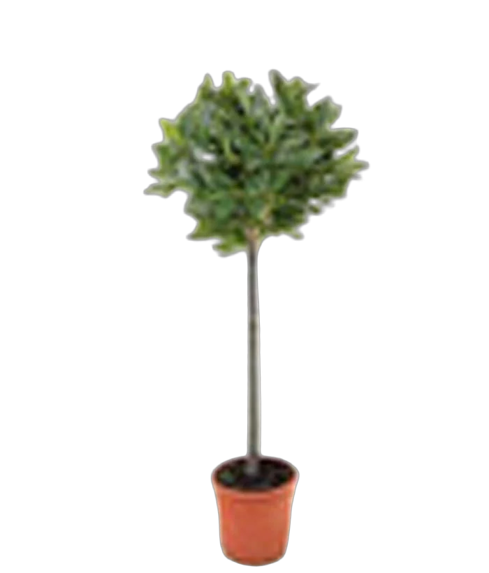 Лавр благородный штамб - Lurus nbilis D15 H60