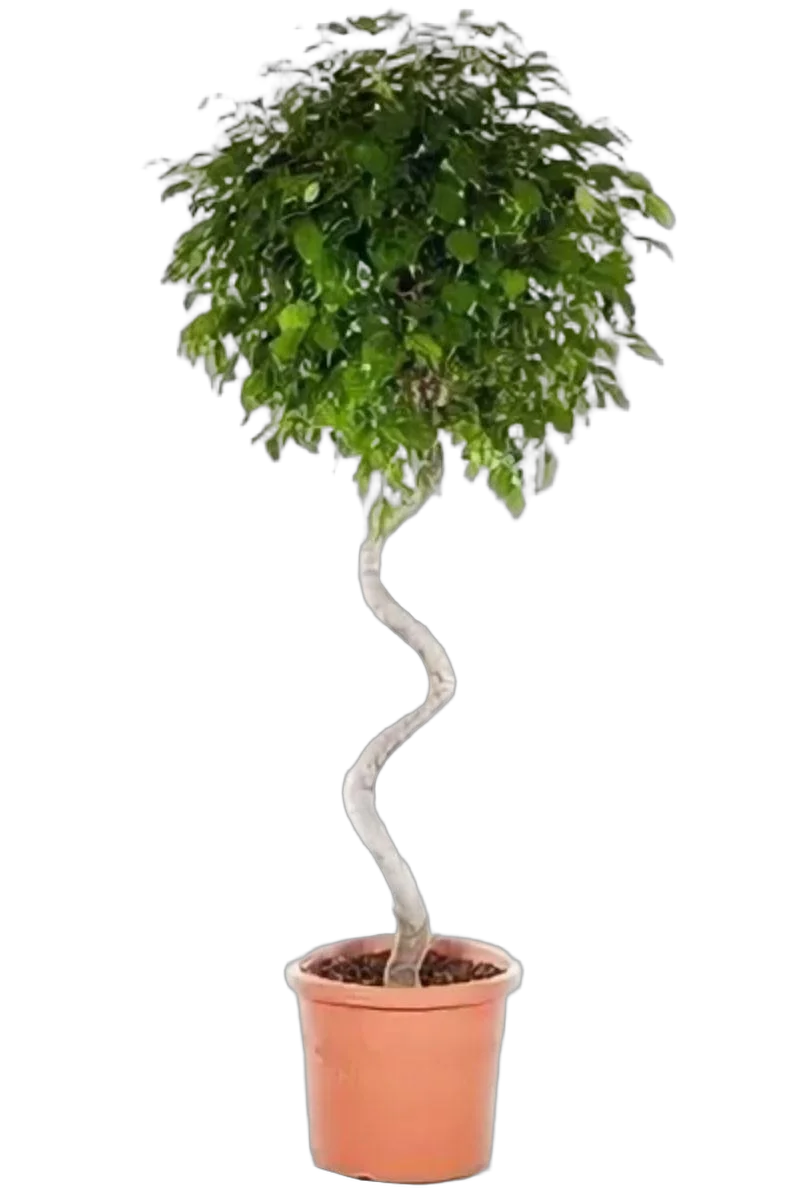 Фикус Бенджамина Экзотика спираль - Ficus benjamina Exotica D55 H270
