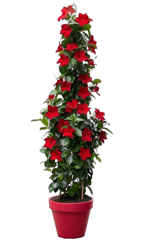 Мандевилла или Дипладения красная - Mandevilla D24 H90
