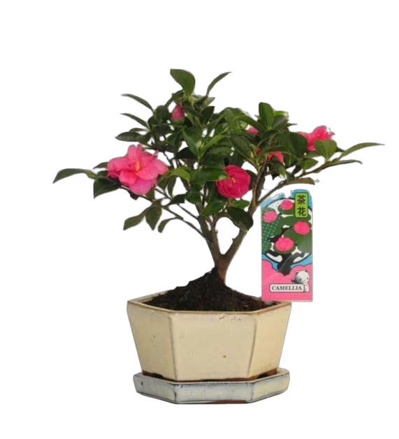 Камелия цветущий бонсай D15 H25