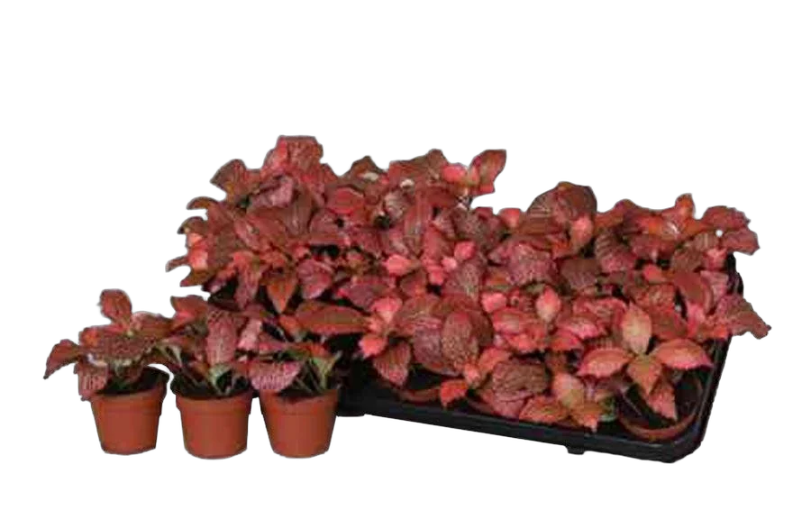 Фиттония микс - Fittonia verschaffeltii Red Star D9 H10