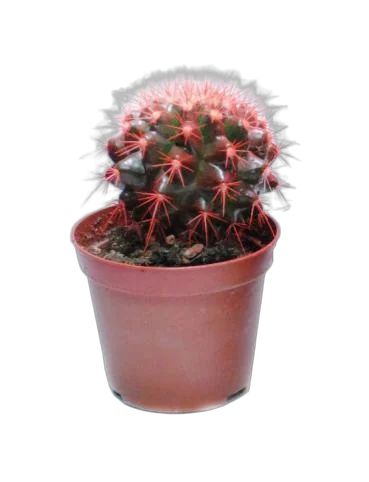Эхинокактус Грузони красный - Echinocactus grusonii painted D7 H12