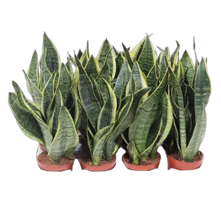 Сансевиерия Суперба - Sansevieria Superba D9 H25